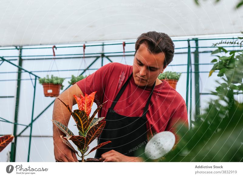 Ernster nachdenklicher Mann bewässert grüne Pflanze Wasser aufpassen eingetopft Blume Gewächshaus eingießen männlich geräumig Arbeit Job Beruf Ackerbau Botanik
