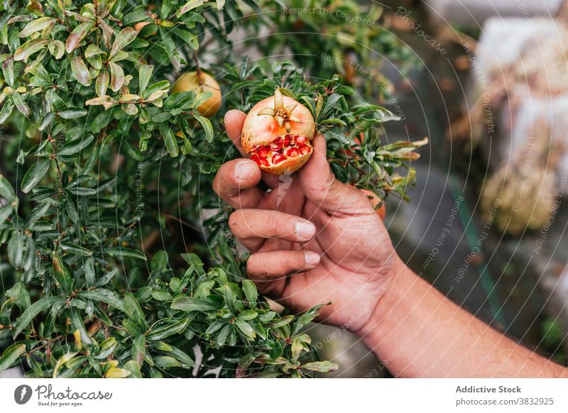 Mann hält frischen Granatapfel in der Hand im Garten reif Gewächshaus Pflanze Baum Halt zeigen männlich stehen friedlich Harmonie idyllisch grün natürlich