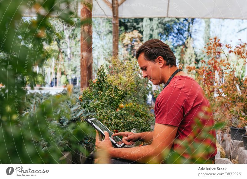 Junger Mann mit Tablette im Gewächshaus benutzend Pflanze Granatapfel Konzentration Fokus Browsen Gerät männlich Garten braune Haare Punica ernst Arbeit prüfen