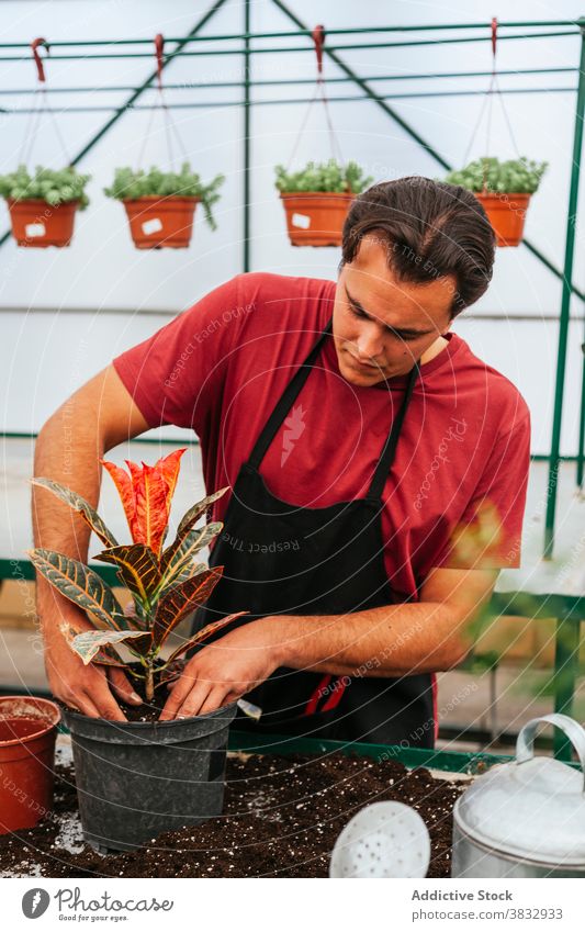 Gärtner beim Umpflanzen von Pflanzen im Gewächshaus Transplantation Neuanlage Mann codiaeum Blumentopf Boden beschäftigt männlich Schürze Beruf Job organisch