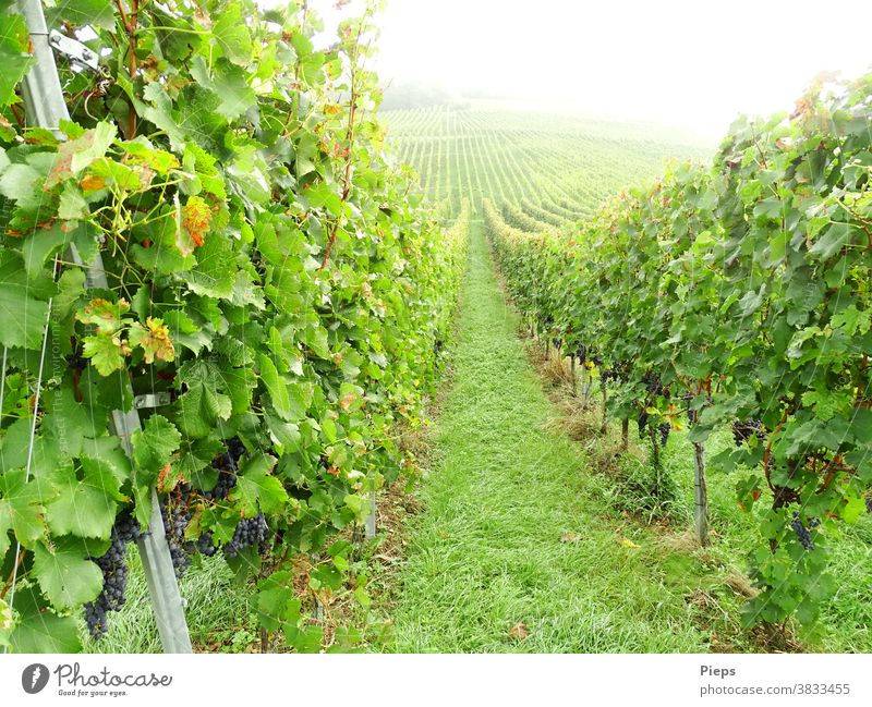 Kurz vor der Ernte Weintrauben Weinlese Weinblatt Rebstock Reihen Pfad aufwärts Nebelstimmung Trauben Markgräfler Land grün Weinbau Außenaufnahme Pflanze