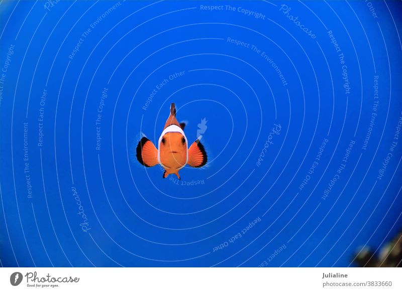 Clownfisch Fisch Anemonenfisch Aquarium Salzwasser Haustier Ocellaris weiß rot Kuhschelle orange Wasser Natur unter Wasser Stinktier gestreift
