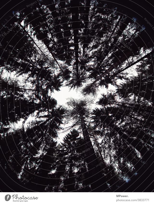 im wald Wald Bäume Baumkrone Scherenschnitt Schwarzweißfoto hoch Natur Umwelt Menschenleer Himmel Baumstamm Froschperspektive