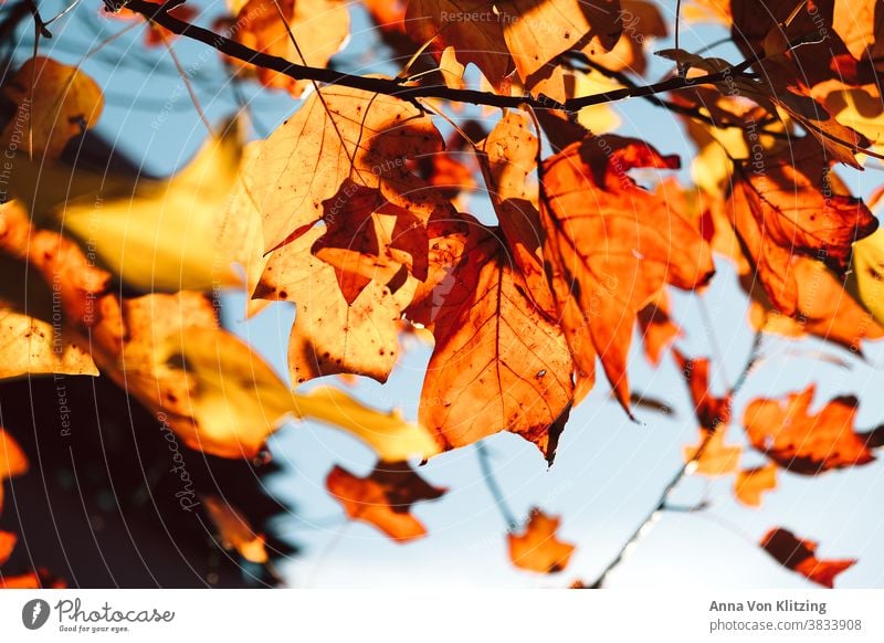 Herbstsonne Blätter gelbe blätter herbstlich Herbstlaub Sonnenlicht Blauer Himmel leuchtende Farben orange Laubbaum Herbstfärbung Baum Natur Außenaufnahme