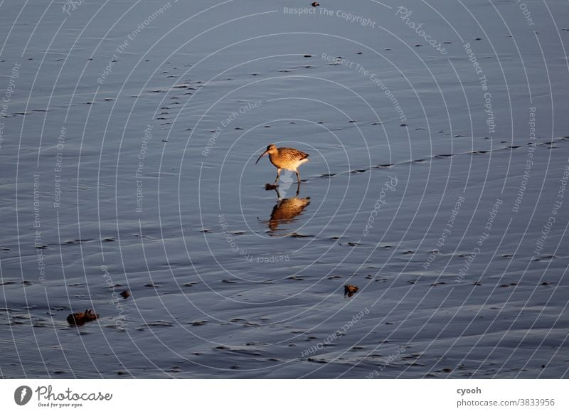 Pfuhlschnepfe wattvogel Wattenmeer Nordsee Zugvogel Abendstimmung Romantik Sonnenuntergangsstimmung Wasserspiegelung beobachten Ruhe stille Spuren