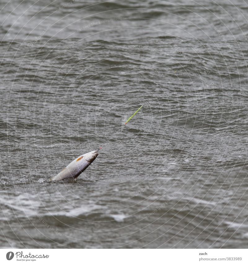 Auf der Jagd Angeln Fisch Forelle Meer Meerforelle Tier Wasser fangen Fischer fischen frisch Lebensmittel Angler See Freizeit & Hobby Angelschnur Angelrute