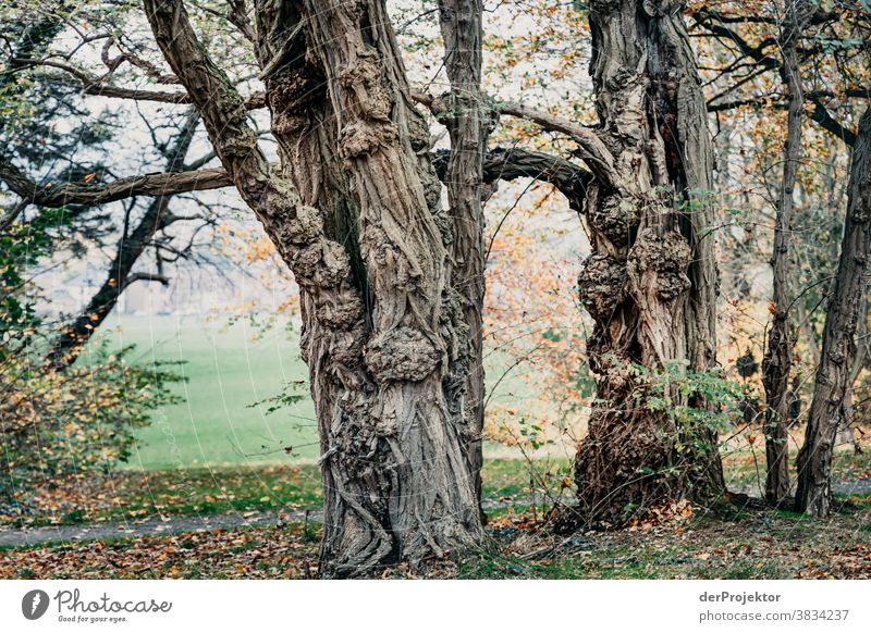 Bäume im Herbst in Bad Nenndorf Landschaft Ausflug Natur Wanderung Umwelt wandern Pflanze Baum Wald Akzeptanz Vertrauen Glaube Naturerlebnis herbstlich