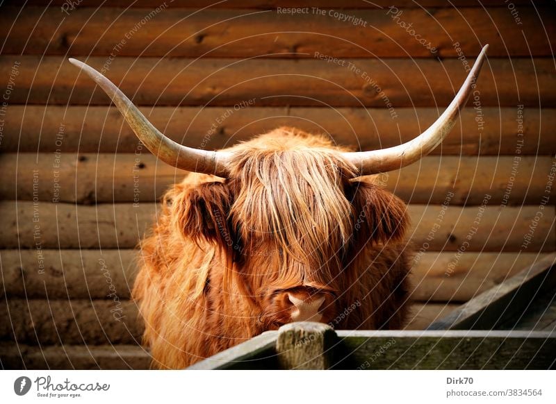 Hochlandrind Rind Blockhaus Weide Schottisches Hochlandrind Tier Nutztier Kuh Außenaufnahme Horn braun 1 Fell Tierporträt Menschenleer Schottland