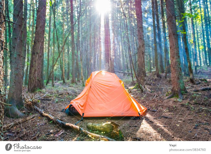 Orangefarbenes Zelt im grünen Wald Baum Sonnenuntergang Natur Campingplatz Sonnenaufgang Kofferraum orange Sonnenstrahlen Kiefer schön Hintergrund Sommer Park
