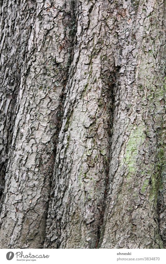 Baumstamm Rinde Strukturen & Formen Waldsterben Holz Forstwirtschaft Umwelt Natur