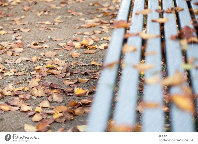 tristesse. Herbst Laub Natur herbstlich Blätter Herbstlaub Herbstfärbung Blatt Außenaufnahme Menschenleer Umwelt Vergänglichkeit Herbstbeginn