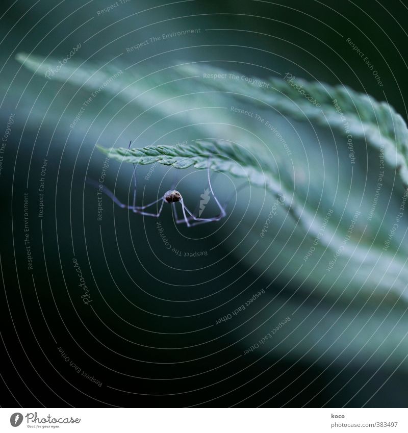 abhängen. Umwelt Natur Pflanze Frühling Sommer Blatt Tier Wildtier Spinne 1 Netzwerk festhalten krabbeln dunkel dünn authentisch gruselig natürlich niedlich