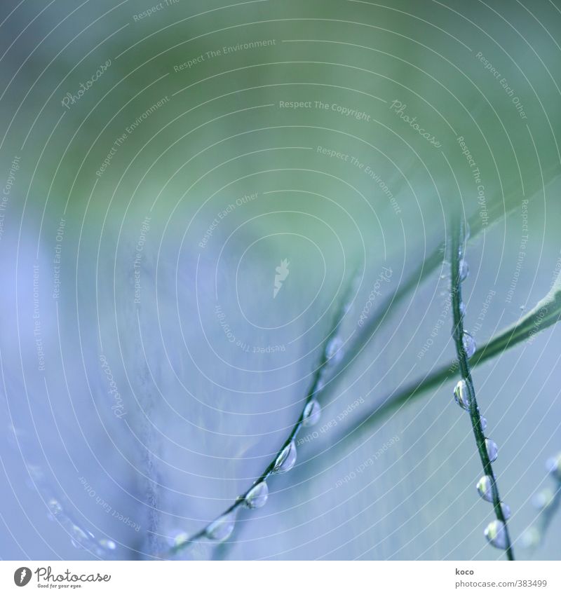 precious. Natur Luft Wasser Wassertropfen Frühling Sommer Pflanze Gras Blatt Linie Netzwerk Tropfen glänzend ästhetisch außergewöhnlich dünn authentisch elegant