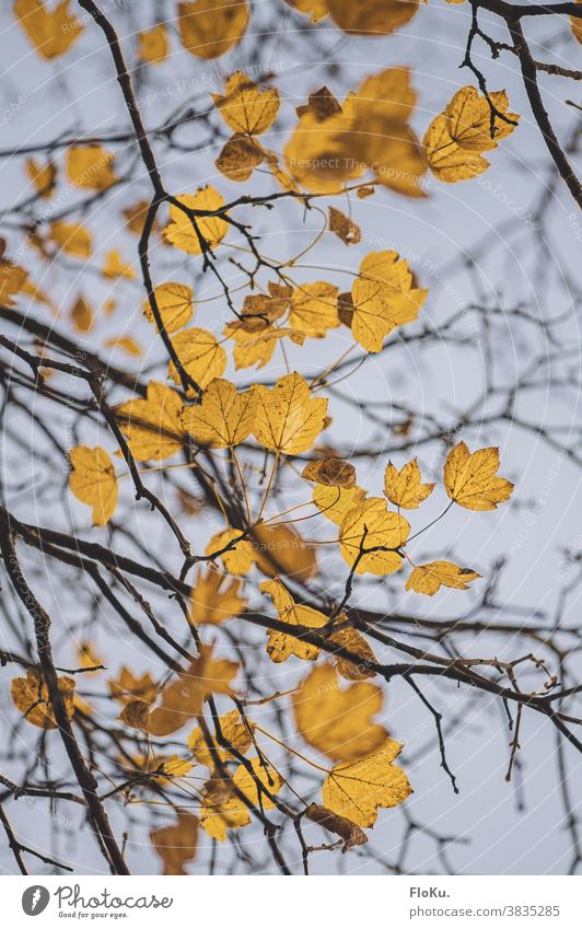 Gelbes Laub gegen Herbsthimmel Herbststimmung Blätter Ast Äste Zweige gelb Herbstlaub Baum Baumkrone Natur Umwelt Pflanze trist schlechtes Wetter Zweige u. Äste