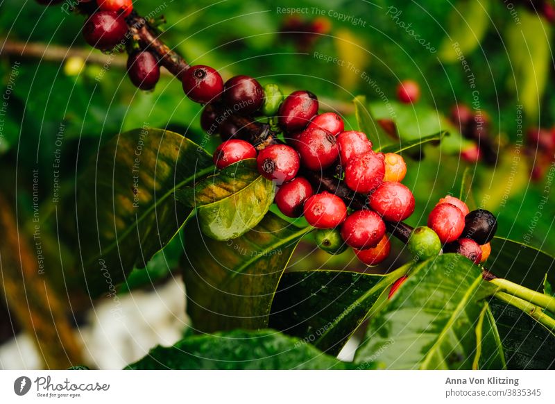 Kaffee Pflanze Kaffeepflanze Kaffeebohne Bohne rote Beeren Kolumbien Salento Blätter exotisch exotische Pflanzen Regentropfen nass