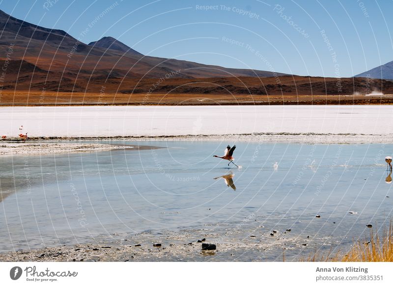 Flamingo hebt hab - Atacama Wüste Salzwüste losfliegen Starten spiegeln Landen Vogel Südamerika Freiheit Bolivien übers Wasser wandeln klares Wasser Chile