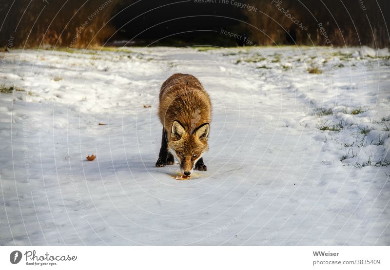 Der Fuchs freut sich über das Ei, bleibt aber wachsam Futter Schnee Winter füttern aufpassen skeptisch ängstlich zutraulich Beute locken Weg Park Wald Natur