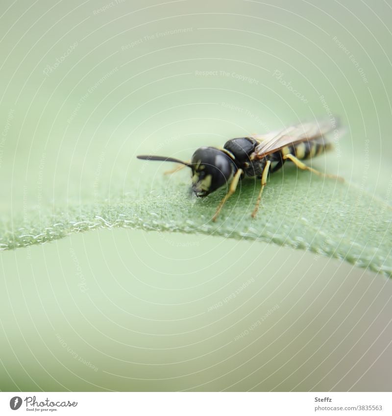kleine Wespe erkündet ein Blatt Jungtier Insekt Feldwespe leicht Pastelltöne pastellig niedlich krabbeln Leichtigkeit festhalten August natürlich hellgrün