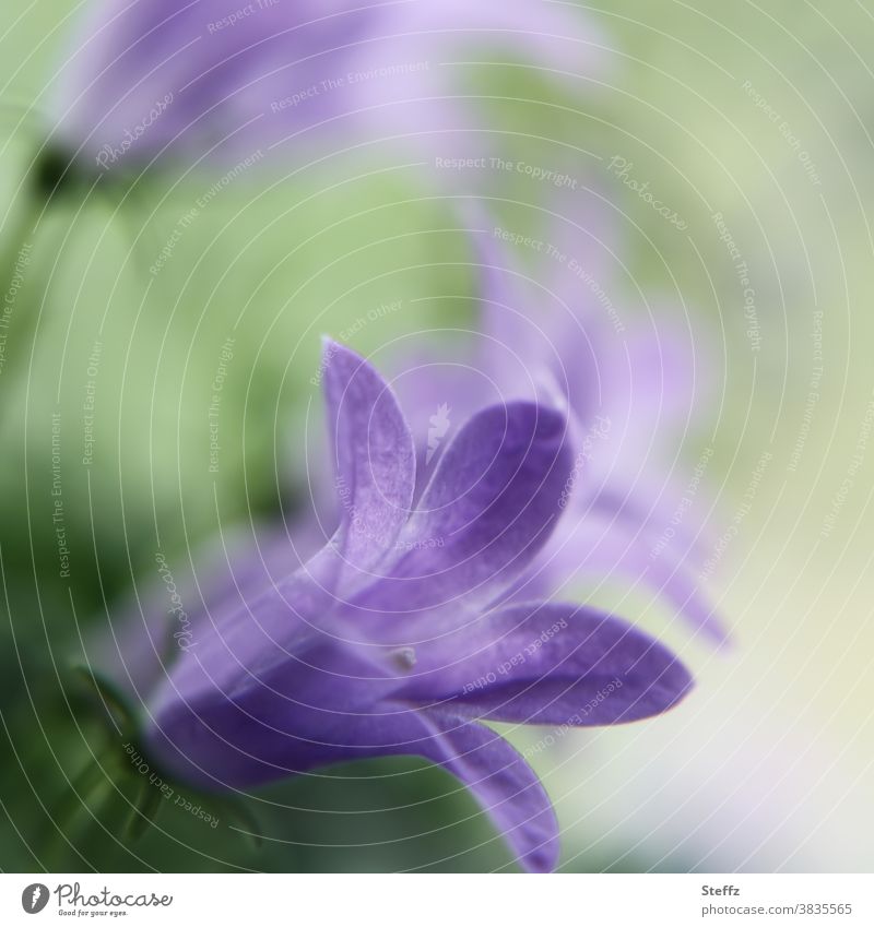 unauffällig blühende Glockenblume Campanula Blüte blühende Blume violett lila Glockenblumen dezent Pastellfarben romantisch Flora hellgrün nah
