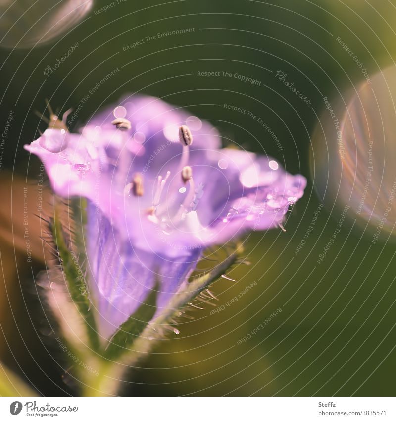 kleines Blümchen in Oktobersonne Herbstblume lila violett Blume Oktoberblüte Lichtreflexe besonderes Licht Jungpflanze Regentropfen Oktoberwetter Tropfen blühen