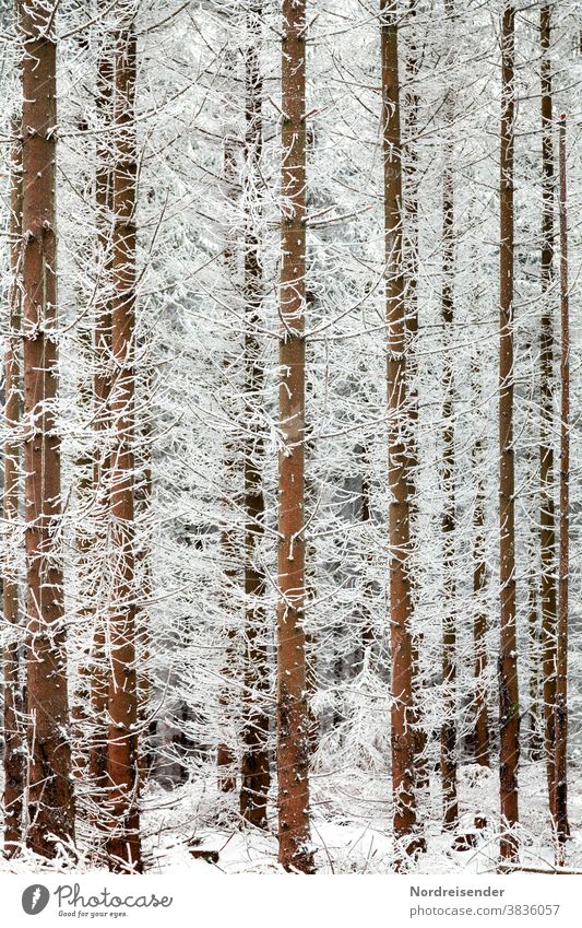 Durch den Borkenkäfer abgestorbene Bäume im Winter Tot Schnee Frost Käferbäume Schadinsekt Wald Waldsterben Baumstamm Totholz Plage Wetter Klima Hintergrund