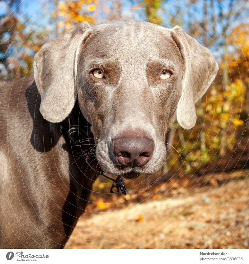 Portrait von einem jungen Weimaraner Jagdhund weimaraner jagdhund hundezucht vorstehhund therapiehund wald waldlichtung waldwiese deutschland hundeausbildung