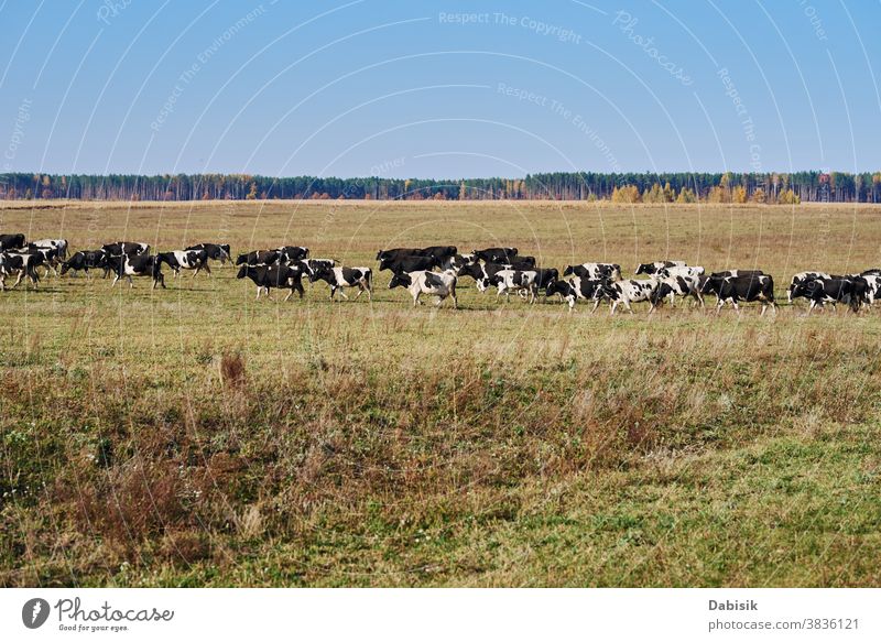 An einem Sommertag weidende Kuhherde auf der grünen Wiese Herde Wade Holstein Team friesisch heffer Huf melken Bauernhof Feld Gras Landschaft schwarz weiß Tag