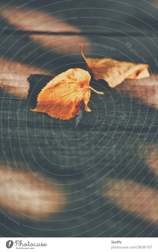 Herbstblätter auf dem Gartentisch Herbstlaub Oktoberfarben goldenes Licht Vergänglichkeit Endlichkeit vergänglich Nostalgie Holztisch Melancholie melancholisch
