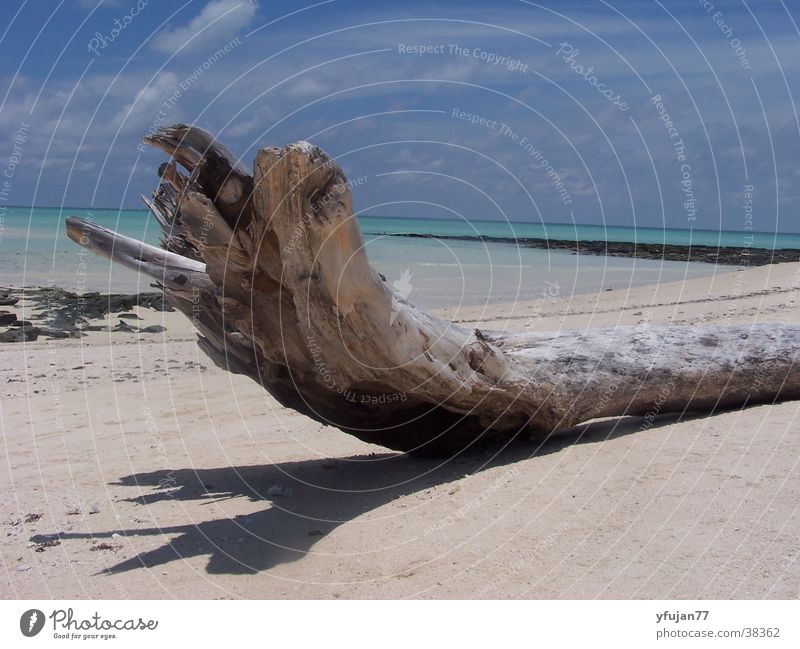 Qurimbas Strand Mosambik Baum Meer Zufriedenheit Ferien & Urlaub & Reisen Himmel Insel Quirimba-Archipel