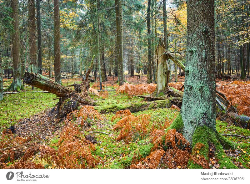 Tiefer Wald mit Farn und Moos im regnerischen Herbst. tief nass Regen Baum Wurmfarn fallen Natur Landschaft grün Laubwerk Saison farbenfroh Pflanze natürlich