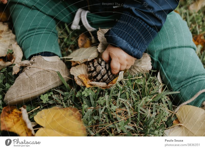 Nahaufnahme einer Kinderhand, die mit einem Tannenzapfen spielt Kiefer Kiefernzapfen Kleinkind Herbst Außenaufnahme Baum Zapfen Natur braun Wald Farbfoto