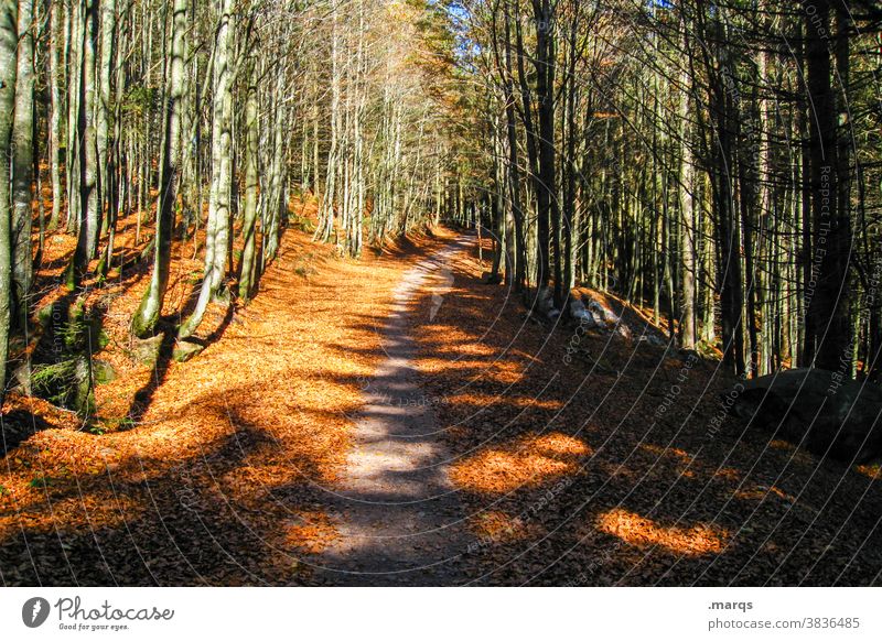 Trampelpfad Laubwald Laubbaum Wege & Pfade Ziel wanderweg Blatt viele orange Wald Natur Umwelt Herbst Schatten Licht Ausflug Erholung Schönes Wetter