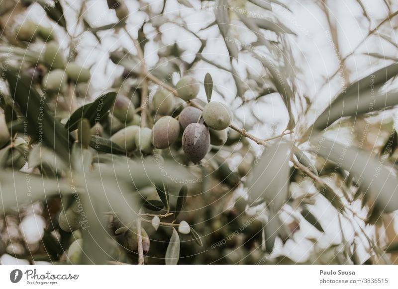 Baumzweig mit Oliven oliv Olivenöl Olivenbaum Olivenhain Frucht frisch Frische Ackerbau Wirtschaft Natur Außenaufnahme Menschenleer Pflanze Farbfoto Olivenblatt