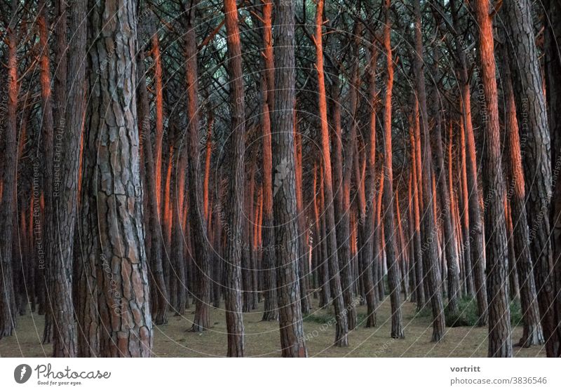 Lichterscheinung Wald Bäume Pinienkern Sonnenuntergang Wiederholung Menschenleer Waldstimmung Farbenspiel
