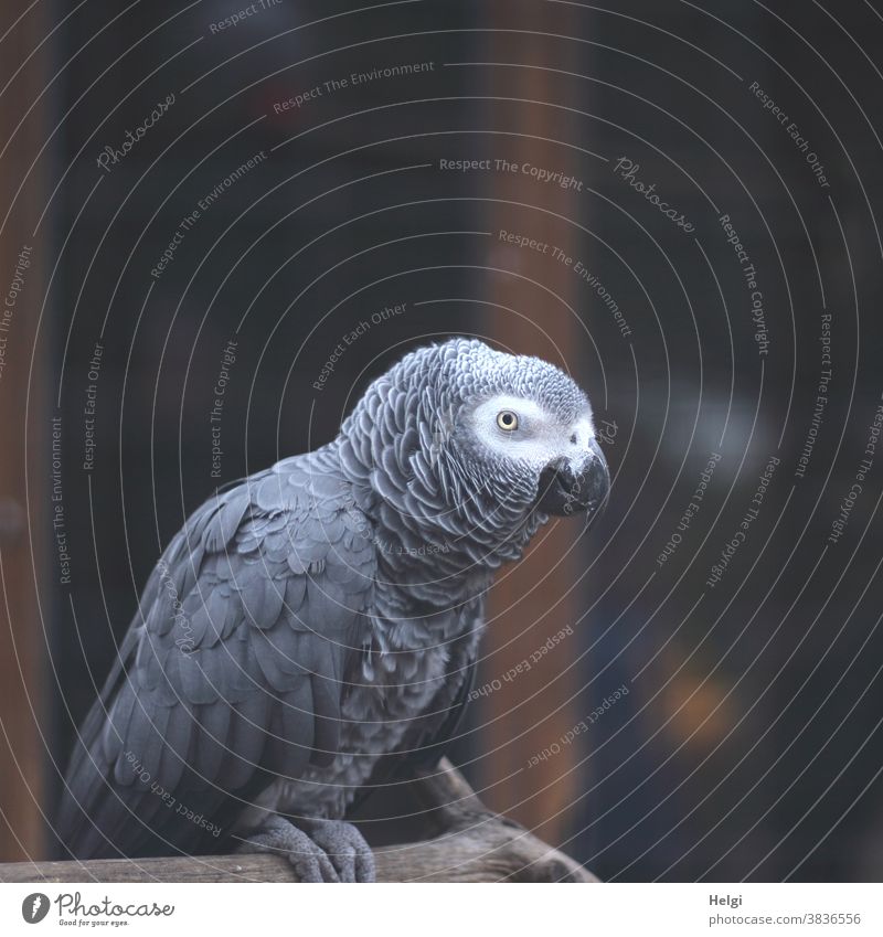 Graupapagei sitzt auf einem Ast Vogel Papagei Tier Haustier Farbfoto Feder Schnabel 1 Blick Außenaufnahme Tag Tierporträt Nahaufnahme Menschenleer grau weiß