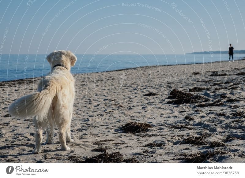 Golden Retriever erkennt den Menschen Hund Strand Sand Küste Meer Tier Haustier Farbfoto Außenaufnahme Natur Tierporträt Freude Glück Fröhlichkeit niedlich