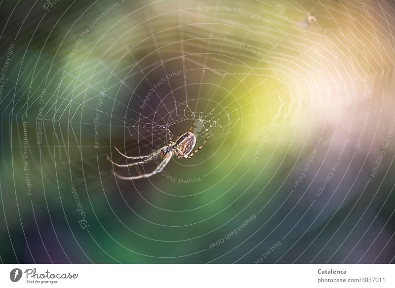 Eine Spinne sitzt in ihrem Netz Natur Fauna Webspinnen Araneae Spinnentiere Gliederfüßer Spinnennetz krabbeln Sommer Garten