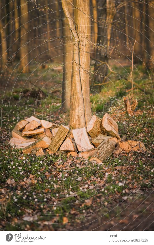 Ein Haufen gehacktes Holz liegt im Wald Brennholz Holzscheite Baum Forst Stapel braun heizen Buschwindröschen natürlich Umwelt Vorrat Material Buche