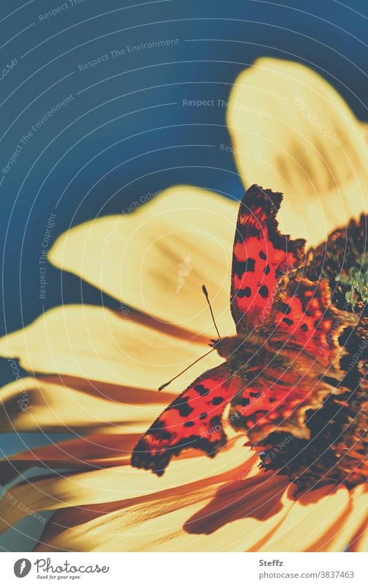 Sommer, irgendwann Schmetterling C-Falter Polygonia c-album Sommerfarben eindrucksvoll sommerlich bunter Schmetterling Schmetterlingsflügel bunte Flügel
