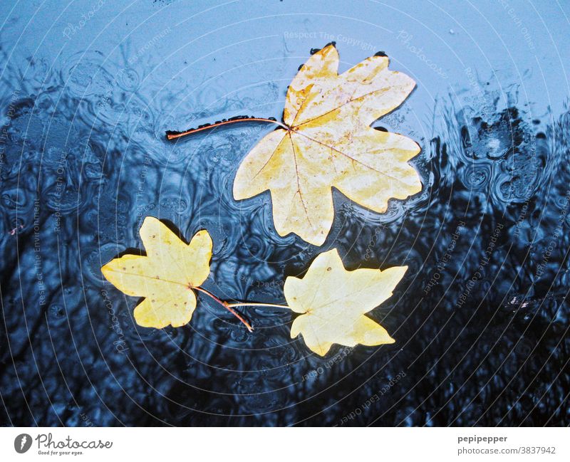 Blätter im Regen auf einer blauen Motorhaube Herbst herbstlich Natur Herbstlaub Herbstfärbung Blatt Farbfoto Herbstbeginn Jahreszeiten Außenaufnahme Wasser