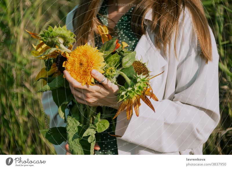 Nahaufnahme von Frauenhänden, die Sonnenblumen im Freien halten, selektiver Fokus Blütezeit Hände gelb Blätter geblümt floristisch Botanik frisch Sommer