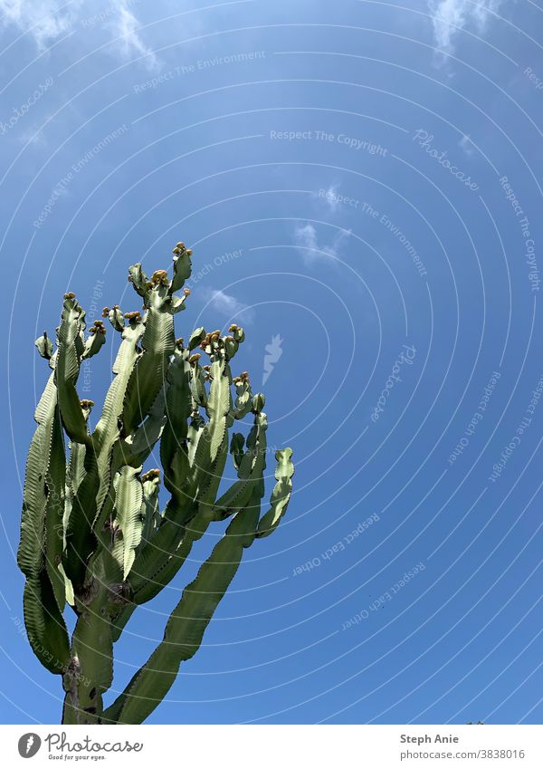 Kaktus Himmel Zypern cyprus Urlaub Natur Außenaufnahme Ferien & Urlaub & Reisen Menschenleer Textfreiraum oben Schönes Wetter