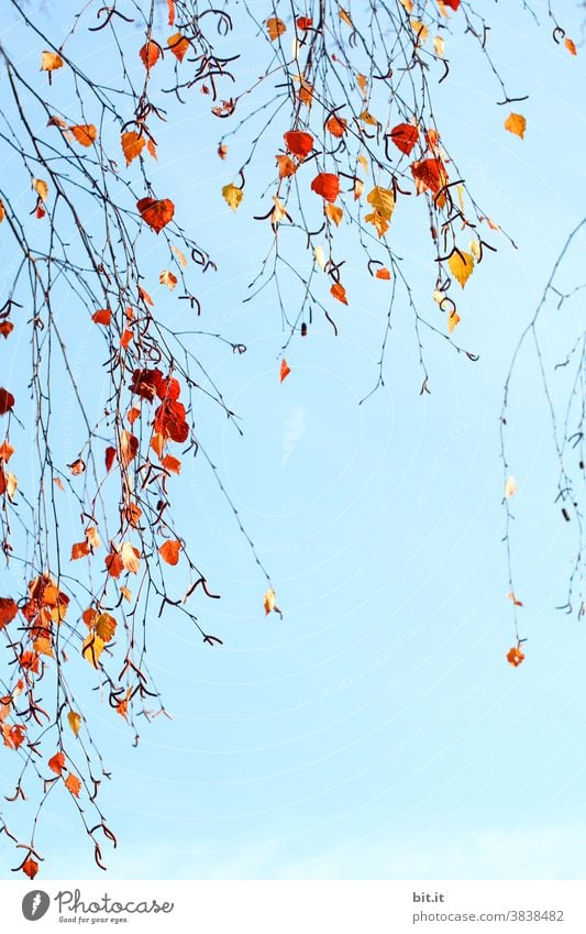 Birkenbaumblätter hängen, vor dem Haus am See... Blätter Blätterdach Blatt blau Blauer Himmel Herbst herbstlich Herbstlaub Herbstfärbung Herbstbeginn