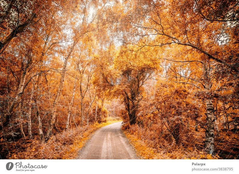 Waldweg in einem Wald im Herbst Sonnenlicht Tag Wasser Design November Waldgebiet Balken Herbstwald gold Ahorn pulsierend Weg im Freien ländlich malerisch