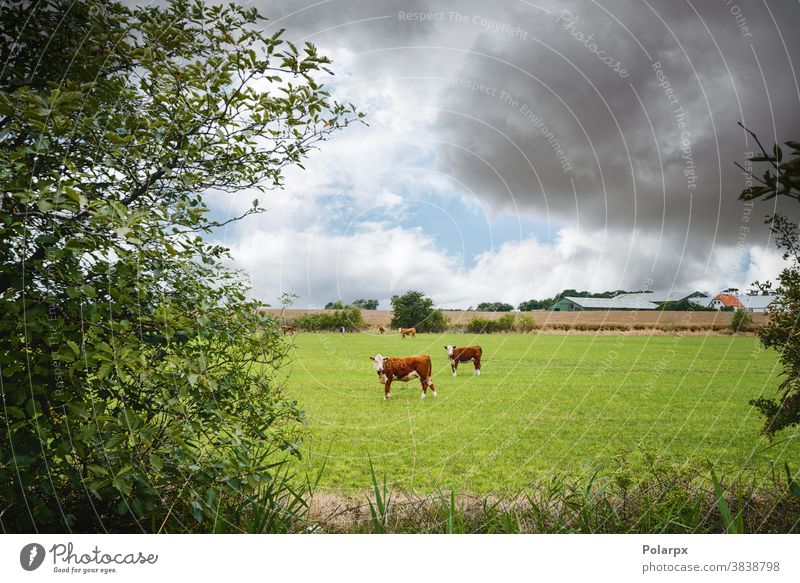 Hereford-Rinder auf einem ländlichen Feld in der Nähe eines Bauernhofs Bäume Frühling Ontario Textfreiraum weißes Gesicht Raum für Text neugierig anschauend