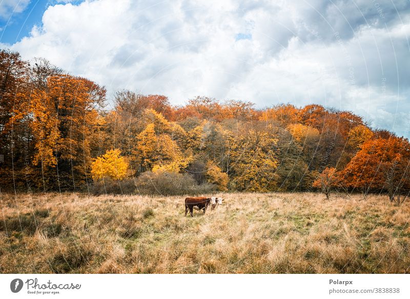 Zwei Hereford-Kühe auf einer Wiese im Herbst Wald Freilauf Wälder Ranch Landwirt Umwelt farbenfroh Stehen Saison ländlich Schwarm im Freien heimisch Ackerland