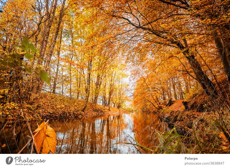 Farbenfrohe Herbstfarben im Wald friedlich Tourismus Ast fließend Berge Oktober Waldgebiet ländlich golden Reflexion & Spiegelung Pflanze Schönheit