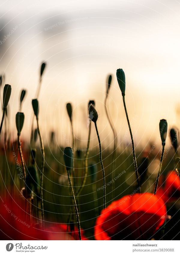 Mohnfeld verwelkn Vergänglichkeit Farbfoto tag sonnig Blumenbeet himmel mohnkapseln frühlingswiese sommerlich Blumenwiese Wiesenblume rot grün friedlich
