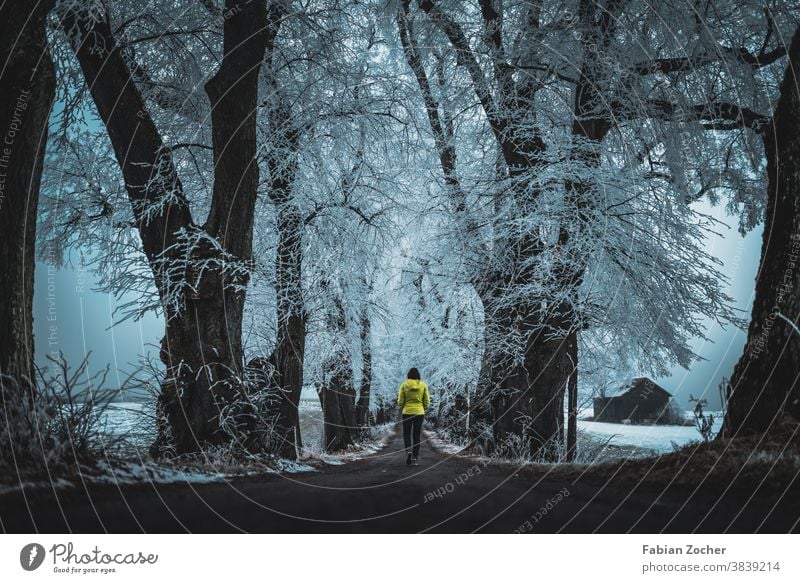 Vereiste Winterallee Allgäu Bayern Deutschland Europa Frost Kurfürstenalle Landschaft Natur Nebel Wald Winter 2020 schnee eingefroren gelb gelbe jacke