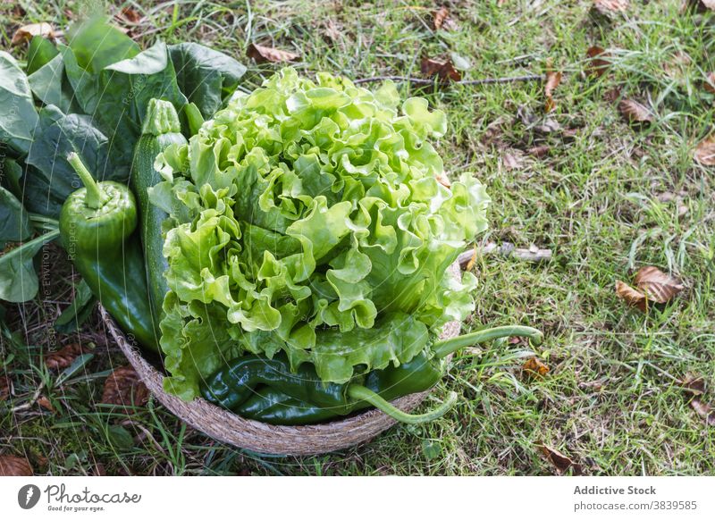 Ackerbauer mit Ernte im Korb Landwirt Gemüse geschmackvoll Landschaft Saison Lebensmittelgeschäft grün Weide reif Natur ländlich organisch Gesundheit Garten